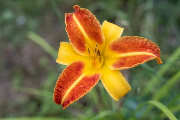 Blumen im Garten vom Dissertorihof in Kaltern