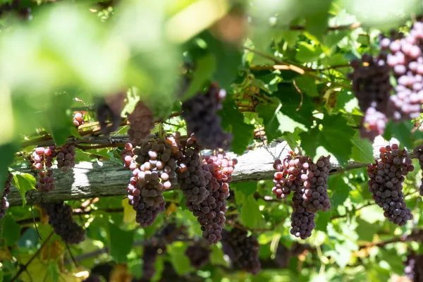 Weinbau am Dissertorihof in Kaltern