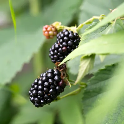 Prombeeren am Dissertorihof in Kaltern