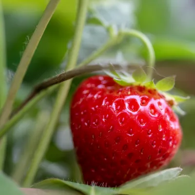 Erdbeeren im hauseigenen Garten