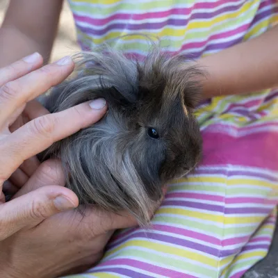 Tiere und Kinder am Dissertorihof in Kaltern