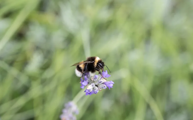 Nützliche Insekten am Dissertorihof