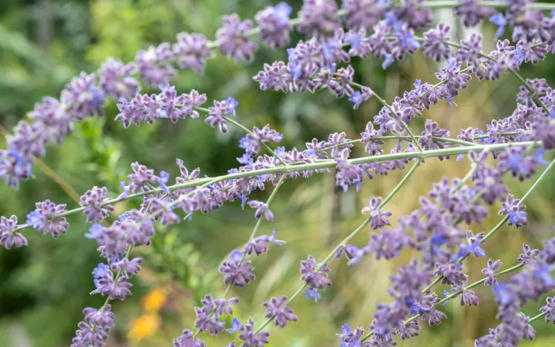 Kräutergarten am Dissertorihof in Kaltern