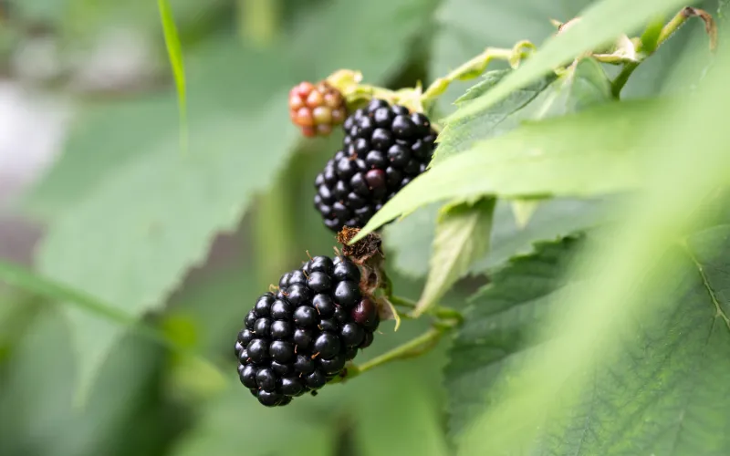 Prombeeren am Dissertorihof in Kaltern
