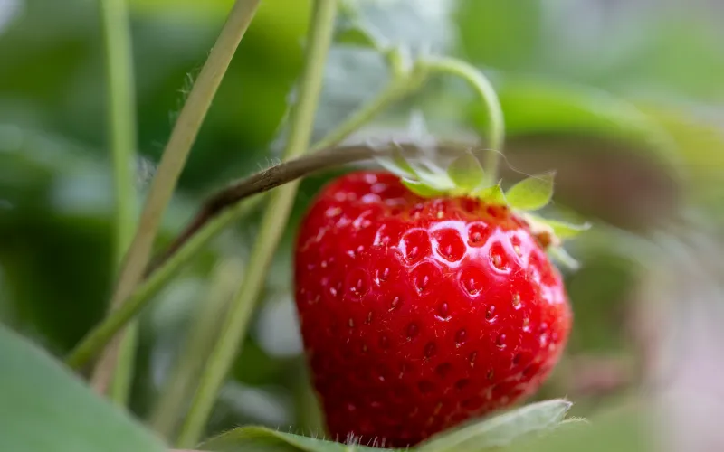 Erdbeeren im hauseigenen Garten
