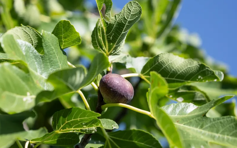 Figs at the Dissertorihof farm in Kaltern