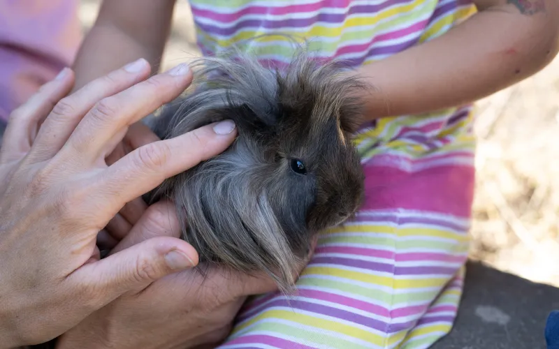 Tiere und Kinder am Dissertorihof in Kaltern